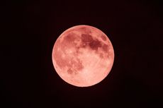 Hari Ini Ada Strawberry Supermoon, Berikut Wilayah, Waktu, Cara Melihat, dan Penampakannya