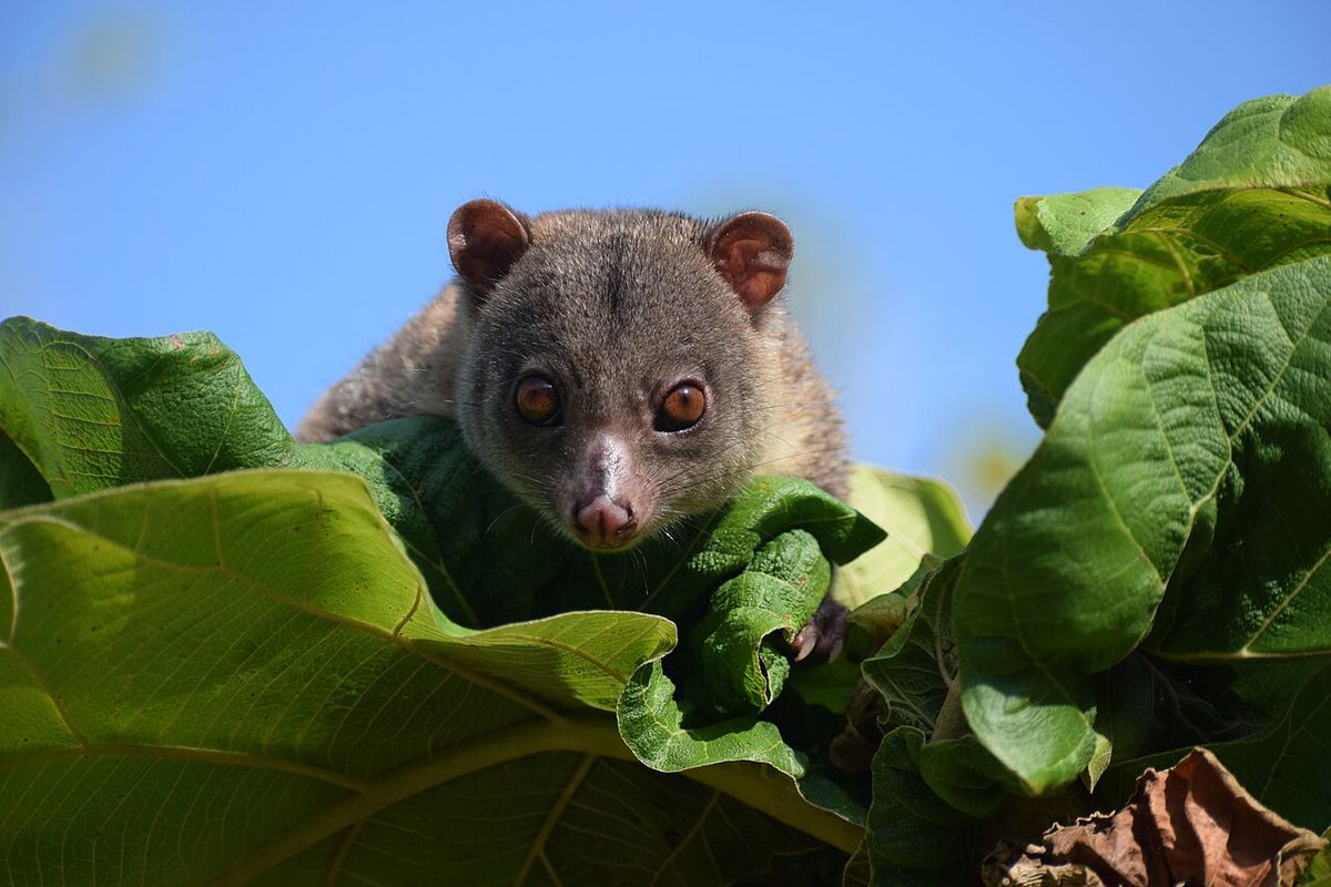 Ilustrasi kuskus tembung (Strigocuscus celebensis). Kemenhut memproses hukum penjual kuskus tembung dilindungi di Sulawesi Utara. Pelaku terancam 15 tahun penjara dan denda Rp 5 miliar.
