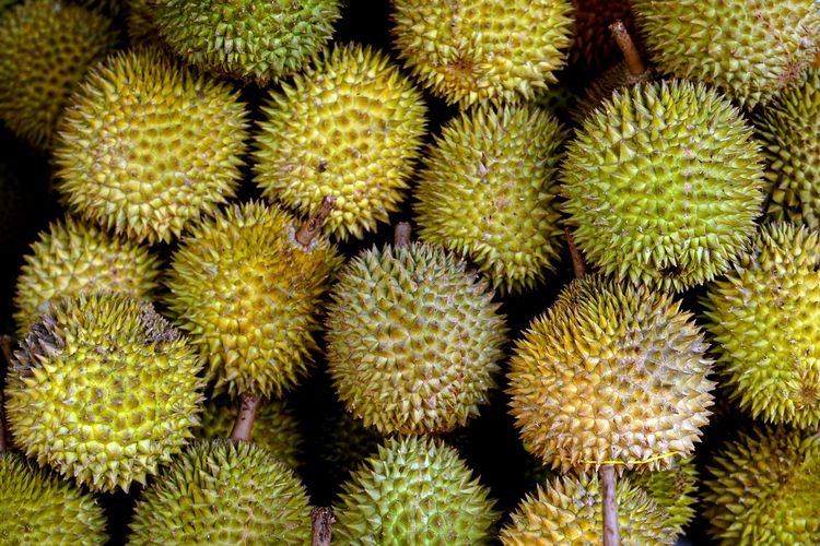 Ilustrasi buah durian. 