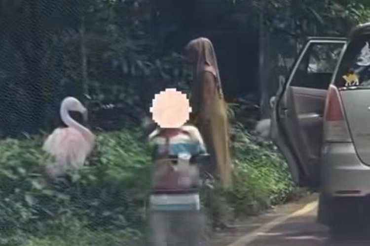 Nekat Keluar dari Mobil di Area Satwa, Satu Keluarga Kena "Blacklist" dari Taman Safari