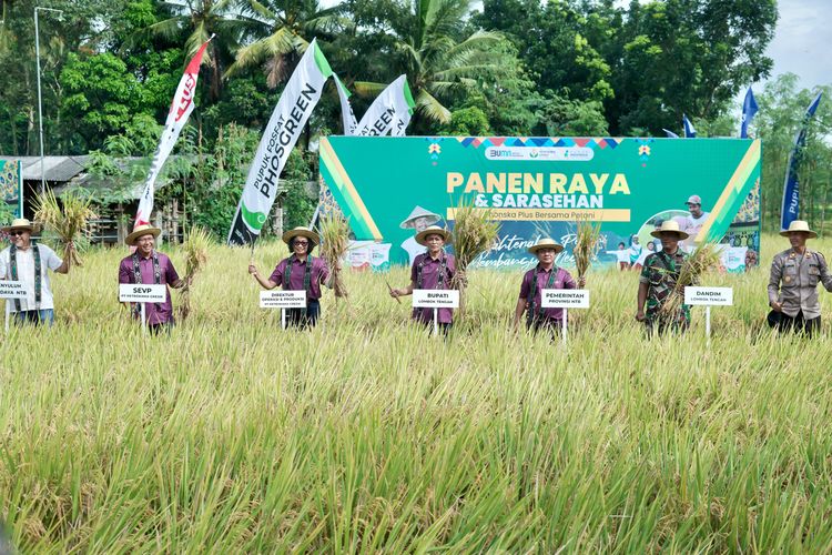 Agenda panen raya padi bertajuk 'Phonska Plus Bersama Petani' pada lahan budidaya pilot project PPL Inspirasi yang berada di Kelurahan Leneng, Kecamatan Praya, Lombok Tengah, Nusa Tenggara Barat (NTB).
