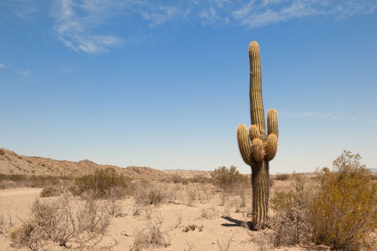 Ilustrasi tanaman kaktus. Kaktus adalah salah satu tanaman yang mampu beradaptasi dengan lingkungan gurun yang ekstrem.