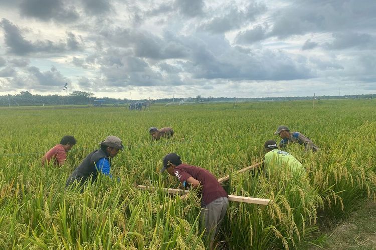Produksi Ribuan Ton Gabah, Petani Milenial Bengkulu Terjebak Harga Murah