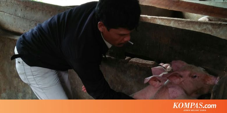Ramai soal Hog Cholera di Sumut, Apa Itu?
