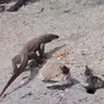 Komodo Kerap Masuk Permukiman Warga di Labuan Bajo NTT, BBKSDA NTT: Jika Diperlukan Akan DItangkap