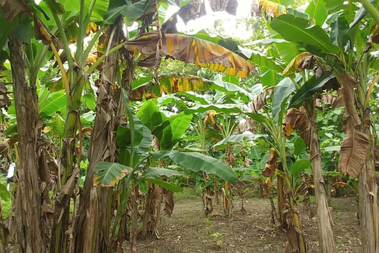 Ilustrasi pohon pisang, tanaman pisang. 