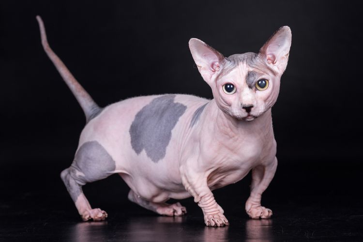 Selain Sphynx, Ini 6 Ras Kucing yang Tidak Memiliki Bulu 