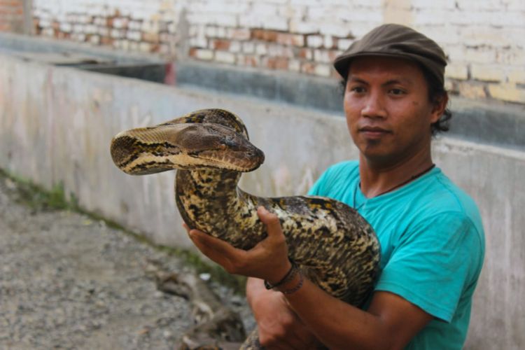 Munding Aji (30), seorang pemuda dari RT 2 RW 1 Desa Gunungsari, Kecamatan Pejagoan, Kebumen, Jawa Tengah, mengoleksi 10 ular piton besar. Dua di antaranya bernama Syahrini dan Rambo.