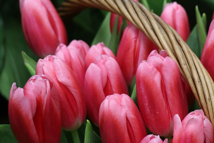 Ilustrasi bunga tulip merah muda. 