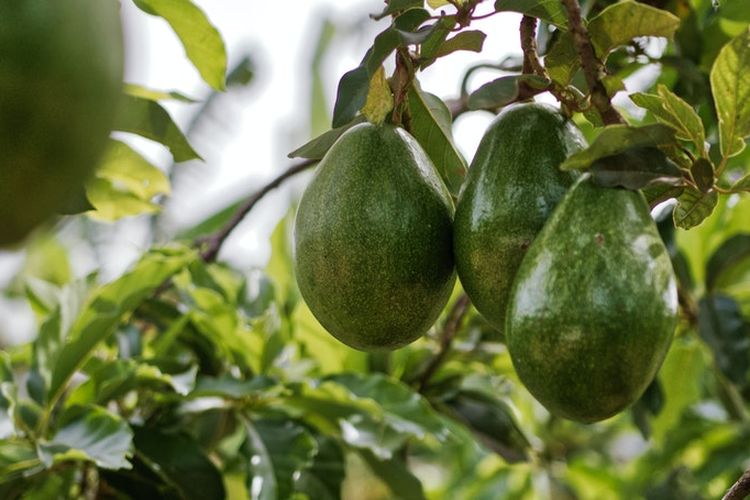 Ilustrasi tanaman buah alpukat, buah alpukat. 