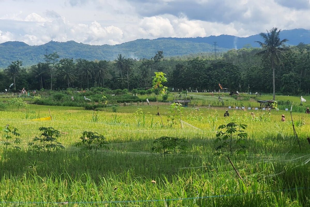 Lahan Pertanian di Padukuhan Karang Tengah, Karang Tengah, Gunungkidul. Rabu (28/2/2024)