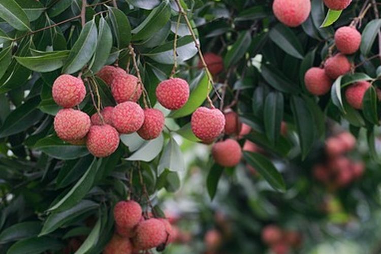 Ilustrasi pohon leci