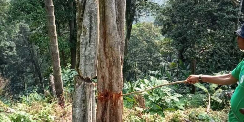 Puluhan pohon di hutan Penggunungan Sanggabuana dibabat.