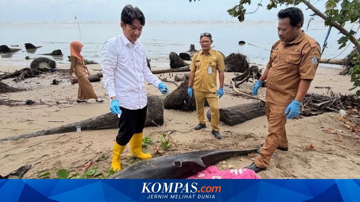 Lumba-lumba Penuh Luka Terdampar di Balikpapan, Diselamatkan 2 Kali Akhirnya Mati
