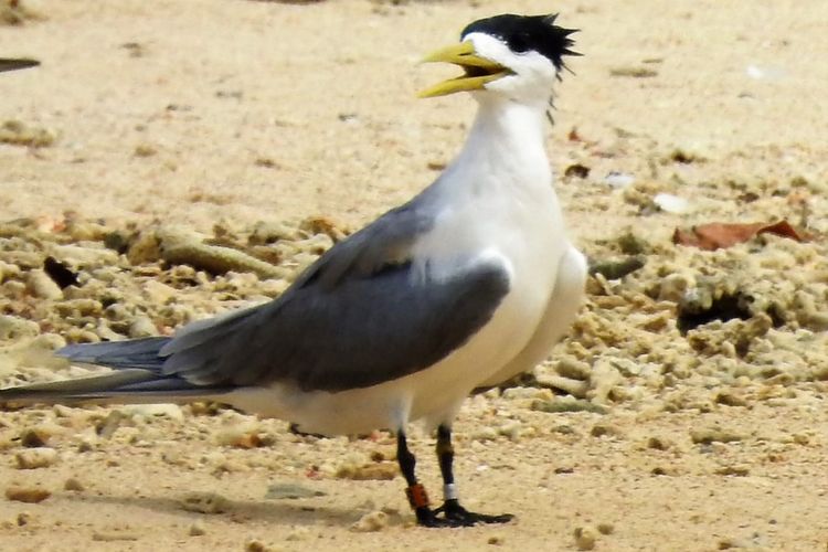 Tim dari BKSDA Maluku bersama Burung Indonesia BrifLife Insternational Indonesia Bird Banding Scheme (IBBS) dan LIPI melakukan pemantauan terhadap burung dara laut cina di perairan Seram Utara, Kabupaten Maluku Tengah, 14-19 Februari 2019. Dalam pemantauan itu Mereka menemukan burung dara laut cina dan burung dara laut jambul di wilayah tersebut