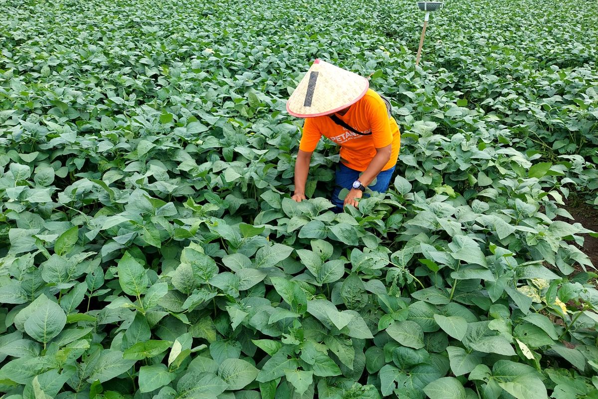 Maryadi (37) sedang memeriksa tanaman edamame di lahannya, Jumat (18/11/2022).