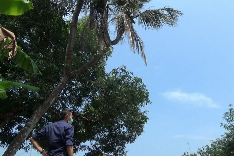 Pohon kelapa bercabang sembilan di pekarangan depan rumah Nanang Aris (35), warga Desa Bondo, Kecamatan Bangsri, Kabupaten Jepara, Jawa Tengah, Selasa (23/3/2021).
