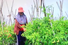 Jualsayuran.com, Pasar Digital demi Selamatkan Produk Pangan Petani