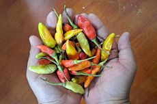 Mengapa Rasa Pedas Cabai Tidak Seragam?