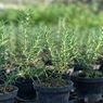 Rosemary, Tanaman Aromatik Kuno yang Bisa Bantu Lawan Alzheimer