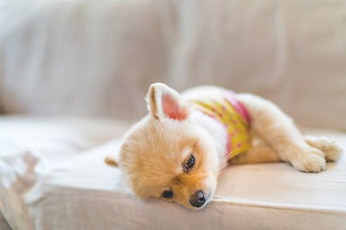 10 Penyebab Stres pada Anjing Peliharaan dan Cara Mengatasinya
