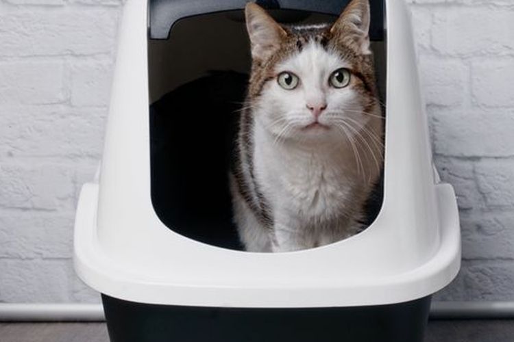 Ilustrasi kucing di buang kotoran di kotak pasir.