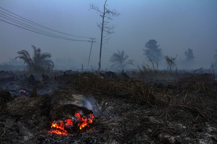 Bara api membakar lahan gambut di Kabupaten Pelalawan, Riau, Kamis (19/9/2019). Badan Nasional Penanggulangan Bencana (BNPB) mencatat kebakaran telah menghanguskan seluas 49.266 hektar lahan yang terjadi di Provinsi Riau dari awal Januari hingga September 2019. ANTARA FOTO/Rony Muharrman/foc.