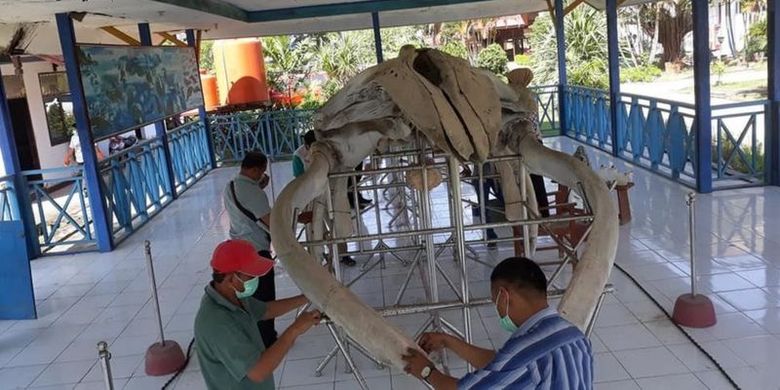 Pada September 2018, pengelola Museum mengatakan pihaknya melakukan perawatan koleksi tulang ikan paus, yang disebutkan melibatkan para mahasiswa Jurusan Arkeologi Fakultas Ilmu Budaya (FIB), Universitas Halu Oleo (UHO) Kendari.