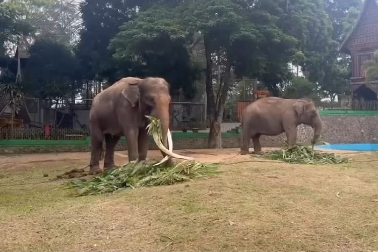 BKSDA Siapkan Evakuasi Gajah Zidan ke Riau atau Sumut, Tunggu Persetujuan Kementerian