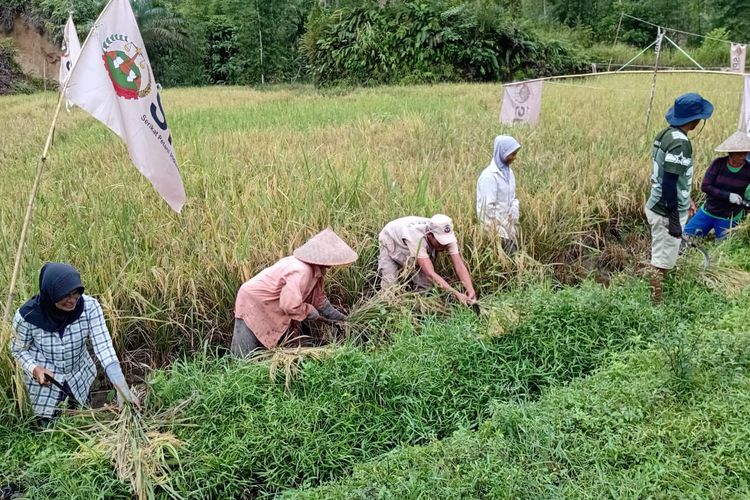 Saat Petani Padang Pariaman Memaknai Kemerdekaan Lewat Padi Tanpa Pupuk Kimia