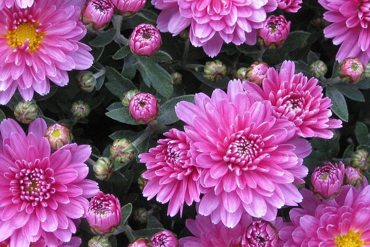 Ilustrasi bunga krisan atau Chrysanthemum berwarna ungu.