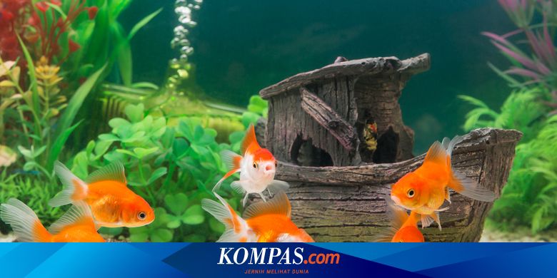 57 Aquarium Koki Berkabut Gratis Terbaru