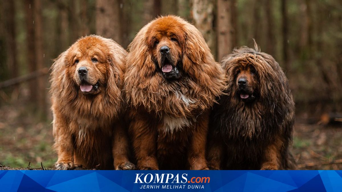 7 Ras Anjing Terbesar di Dunia, Ada yang Seberat 100 Kilogram