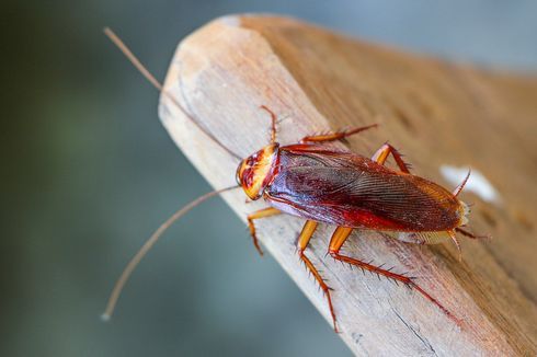 Kecil dan Tidak Berbahaya, Kenapa Banyak Orang Takut Kecoak?