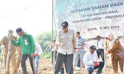 Perkuat Ketahanan Pangan Nasional, Kementan Lakuan Tanam Padi Gogo di Maja Banten