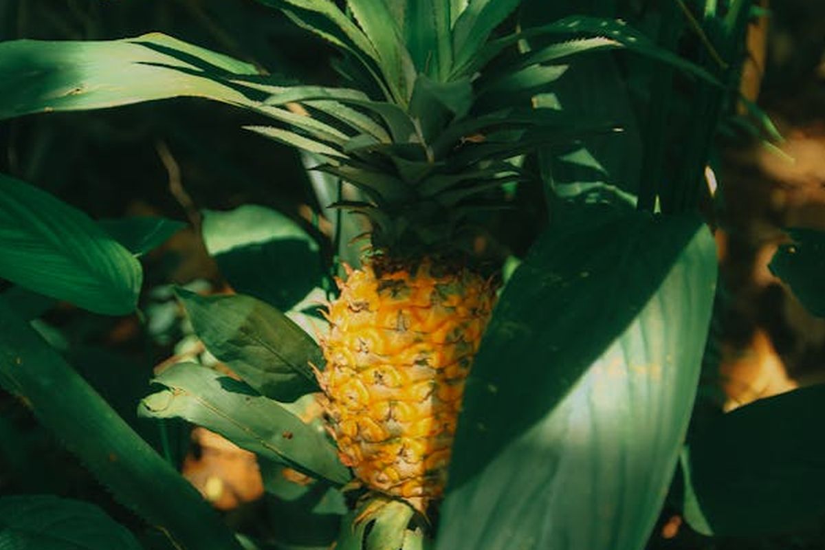 Ilustrasi daun nanas