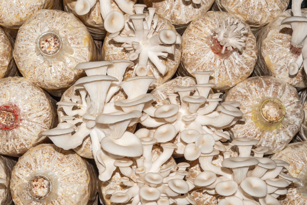 Ilustrasi budidaya jamur tiram.