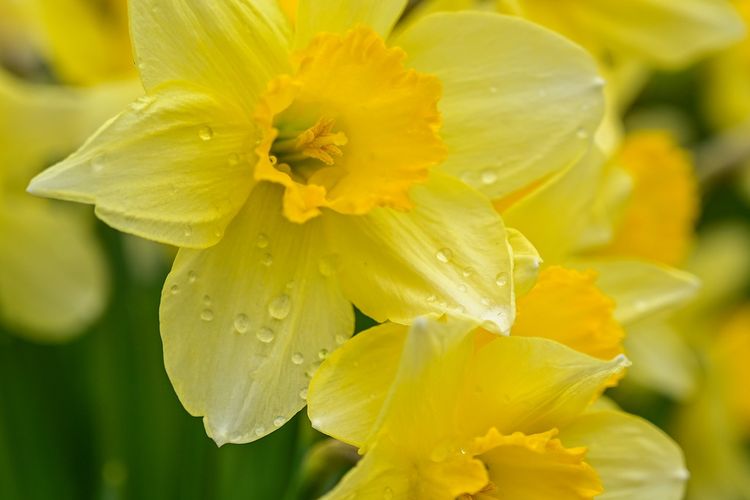 Ilustrasi bunga bakung atau daffodil. 