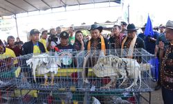 Belum Setahun, Swasembada Sapi di Jabar Sudah Lebihi Target