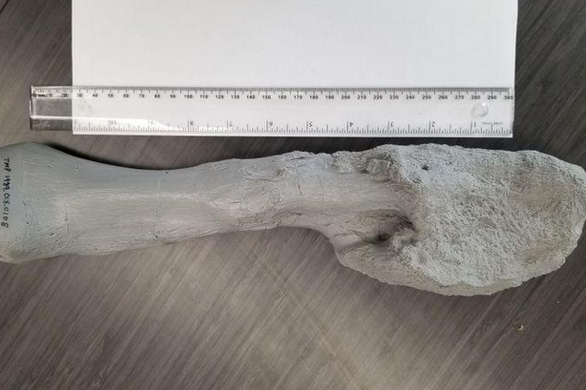 Para ilmuwan menemukan fosil dinosaurus bertanduk Centrosaurus di provinsi, Alberta Kanada pada tahun 1989. Tulang kaki yang ditemukan cacat parah, awalnya disangka bekas patah tulang yang sembuh. Penelitian terbaru mengungkap ini adalah kanker ganas. Setidaknya, temuan ini menunjukkan bahwa ini adalah dinosaurus pertama yang diketahui punya kanker.