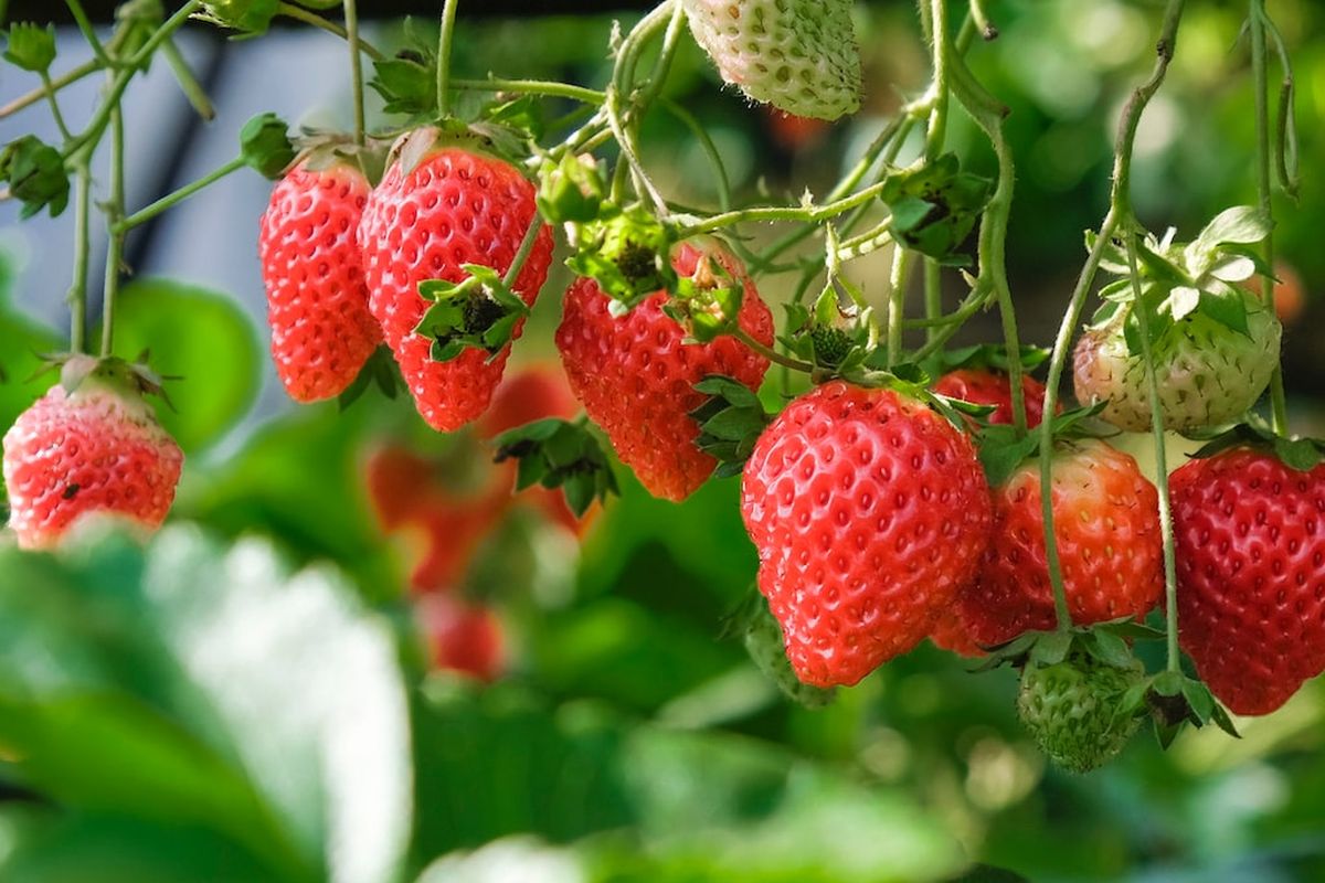 Ilustrasi tanaman stroberi, menanam strawberry.