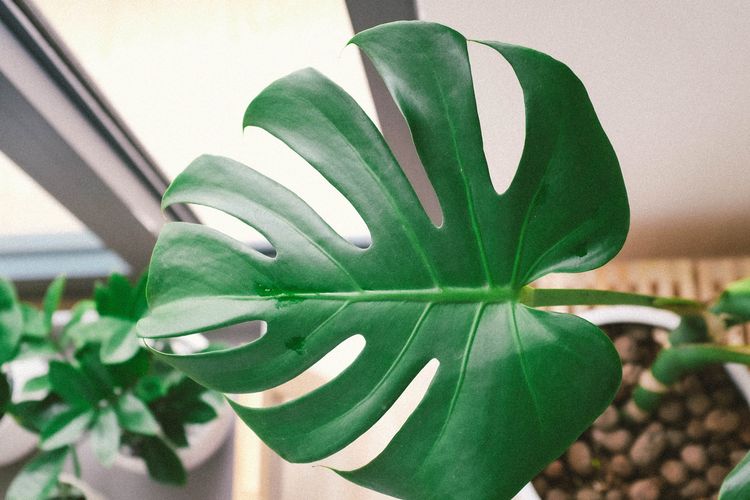 Monstera memiliki bentuk daun yang begitu unik.