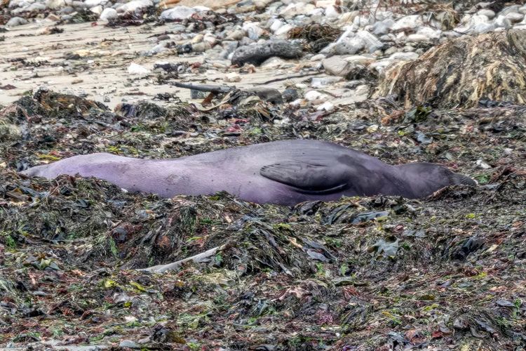 Gajah Laut Ini Mendadak Berwarna Ungu, Apa yang Terjadi?