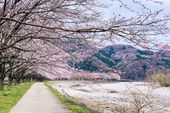 Kemenparekraf Tanggapi Turis Indonesia yang Rusak Pohon Sakura di Jepang