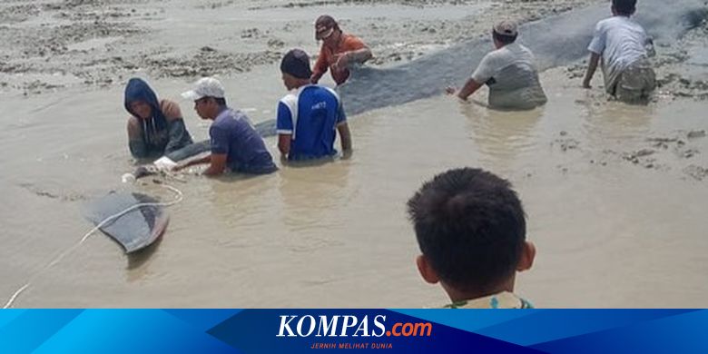 Cerita Bergambar Yang Ada Gelembung Gelembung Atau Balon Udara Dinamakan Studi Indonesia