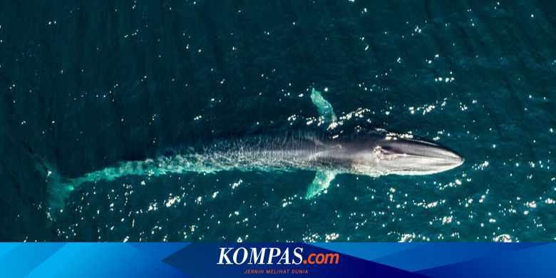 Ungkap Misteri Dasar Laut, Imuwan Gunakan Nyanyian Paus