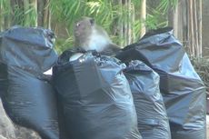 Kawanan Monyet Bongkar Sampah di Perumahan Elite PIK untuk Cari Makan