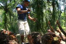 Kementan Remajakan 20.780 Hektar Kebun Sawit Rakyat