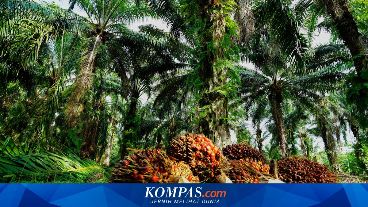 Kebijakan Ekspor Sawit RI Picu Kekhawatiran Malaysia soal Gejolak Harga