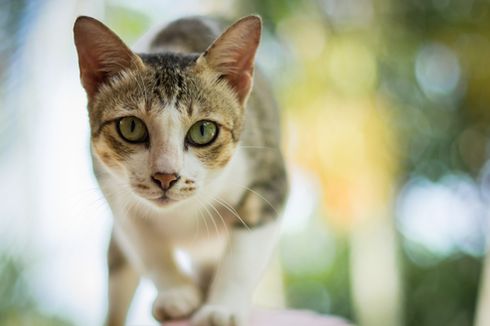 Kenapa Kucing Sering Minum Air di Toilet? 